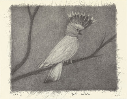 Richard Lewer framed print—Pink Cockatoo